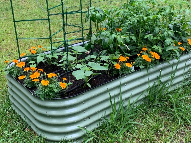 galvanized raised beds