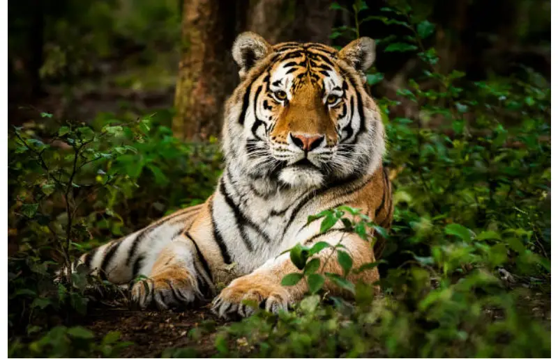 tour packages in India,