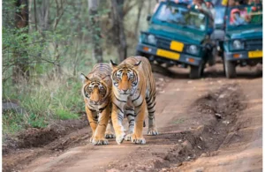 tour packages in India,